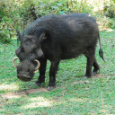 martiantheatre avatar