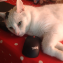 martinliddament avatar