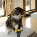 maru-the-cat-blog avatar