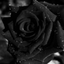 marvelrose01 avatar