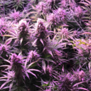 marzland-blog1 avatar