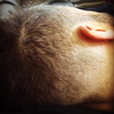 masculategiraffe avatar