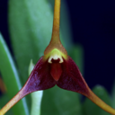 masdevallia avatar