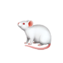 masked-rat avatar