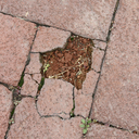 masked-sonnet avatar