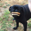 masochistmimes avatar