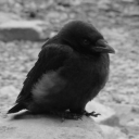 mason-dragon-hunter avatar