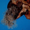 mass-4-shut-ins avatar