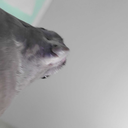 massive-ass-bird avatar