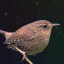 massivespacewren avatar