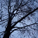 mastascullian avatar