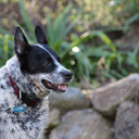 master-of-ceremonies-escher avatar