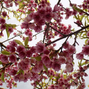 masterofspaghetti avatar