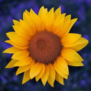 masters-play-thing avatar