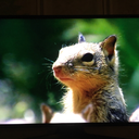 matcha-matcha-matcha avatar