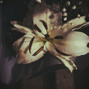 matchablossomss avatar