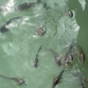 matildas-thoughts avatar