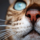 mattdaddoreos avatar