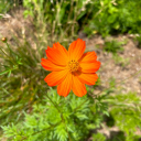 matter-for-mass avatar