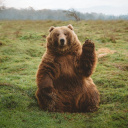 maturebrazilianbear avatar