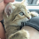 mauithedemicat avatar