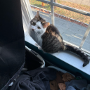 maurice-released avatar