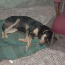 mauriciosilvaposts avatar