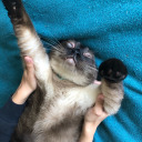 mauxbdic-tionary avatar