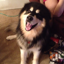 maverickthemalamute avatar