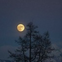 mavibirayparcasi avatar