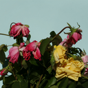 mavieetcelledesautres avatar