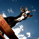 maxescheibechlinichacheli avatar