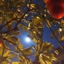 maximumcreatorluminary avatar