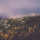 maximumdreamchild avatar