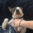 maxismediocre avatar