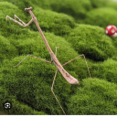 maxximusprime77 avatar