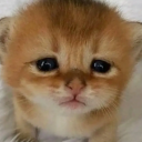 mayaforpresident avatar