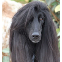 maybe-a-pilot avatar