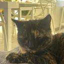 maybe-im-a-menace avatar