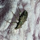 maybearobot-witu avatar