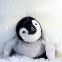 maybeheavencanwait avatar