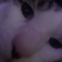 maybeitsmoully avatar