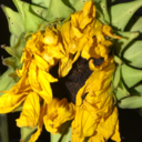 mayberecovering avatar