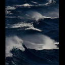 mayberirisworld avatar