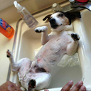 mayonnaisetrombone avatar