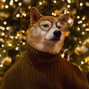 mayormakochan avatar