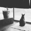 maythecatzbewithyou avatar