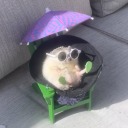 maytheoodbeeverinyourfavor avatar