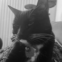 maythetuxedocatbewithyou avatar