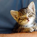 mbti-what-blog avatar